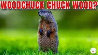 How Much Wood Would A Woodchuck Chuck If A Woodchuck Could Chuck Wood?