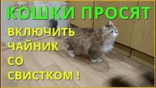 Чайник со свистком - любимый звук кошек!!!  Чайник со свистком кипит!!!  Звук чайника со свистком