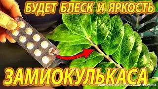 СДЕЛАЙТЕ ЭТО ЕСЛИ ЛИСТЬЯ ЗАМИОКУЛЬКАСА НЕ БЛЕСТЯТ! Всего ОДНА ТАБЛЕТКА сделает листья блестящими!