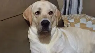 Watch and TRY NOT TO LAUGH 🤣 Funny dog videos 2024