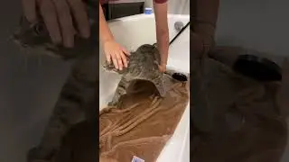 Моем Семёна 🙀 Как помыть кота? 