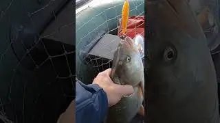 Супер Жерех, на Волкер от САНЫЧА 👍🎣🐋