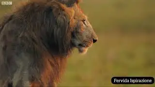 Un leone viene attaccato da 20 iene, ma accade l'inaspettato.