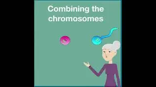 Quick overview of how sexual reproduction through meiosis works