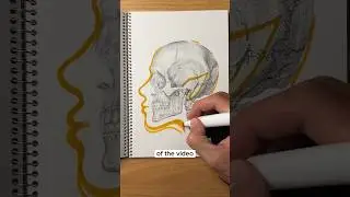 How to draw a profile 