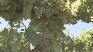 Wine Sense TV - Riesling:  High Altitude Viticulture and Food Pairing*