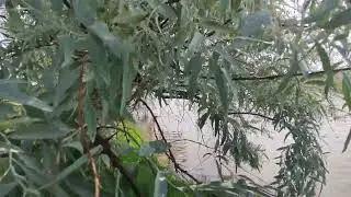 Жазғы демалыс.Балық аулау.