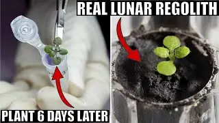 For The First Time Ever, Plants Grow In Actual Lunar Soil (From Apollo Missions)