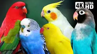 Amazing Small Parrots | Soothing Nature Scenes | Stress Relief | Relaxing Bird Sounds | Calm Time