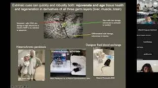 Dr. Irina Conboy's Presentation - Aging and Blood