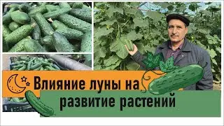 Влияние Луны на развитие растений ! 
