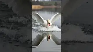 Лебединый бит от Алеся, этой весной. #лебедь #birds #swans #милоевидео #swan #бит #полёты #swanlife