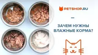 ЗАЧЕМ НУЖНЫ ВЛАЖНЫЕ КОРМА? КАКОЙ ВЛАЖНЫЙ КОРМ ЛУЧШЕ?