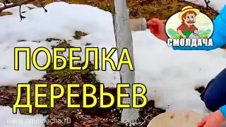 Правильная побелка деревьев