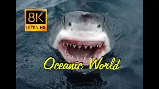 The Colors of the Ocean Ultra HD - The Best 8k Sea Animals for Relaxation & Calming Music