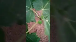 Fig Season