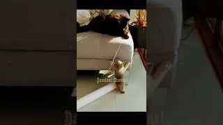Kucing hitam jahat