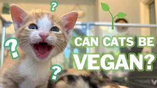 Can Cats Be Vegan?