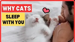 Why Does Your Cat Sleep With You? What Connection Types Do Sleep Spots Reveal?