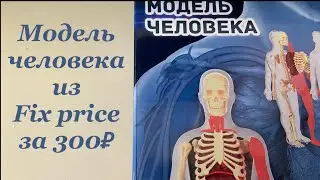 Сборная модель человека из Fix price! Всего 300₽! Очень реалистичная!