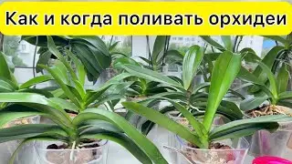 Полив орхидей ВИТАМИНАМИ на лето / Когда поливать орхидеи