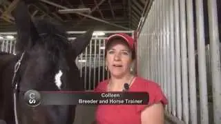 Horse breed 101 - The Percheron