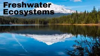 Freshwater ecosystem types