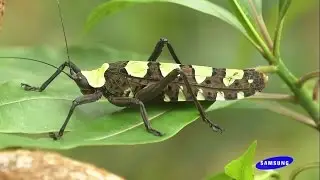 Samsung HD Demo - The Beauty of Nature: Insects