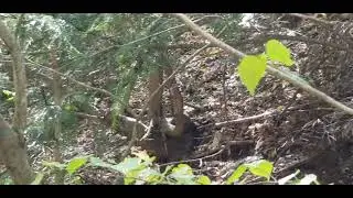 Белка на нихалойских водопадах в Аргунском ущелье