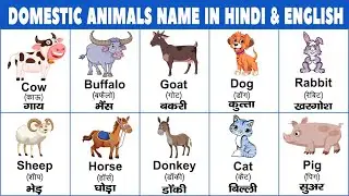 Domestic animals name in hindi and english with pictures | पालतू जानवरों के नाम हिंदी और इंग्लिश में