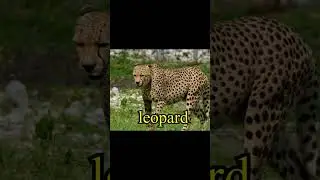 Leopard Sounds to learn #animallearning #shortvideo feed #wildanimals