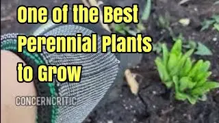 Perennial Plants | Asiatic Lily - Blooms in late Spring