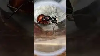3 QUEEN Ant Update