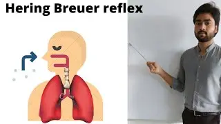 Respiratory system | Hering Breuer reflex (By Abhishek sir)