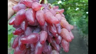 Виноград новинка - Фламенко  .