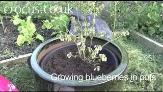 How To: Grow Blueberries in Pots