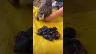 what a cute baby rabbit #rabbit #bunny #shortvideo #shorts