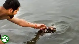 Man leaps into water to save a drowning koala