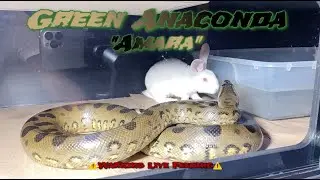 Green Anaconda Devours Rabbit “Amara”🐇🐍| ⚠️Warning Live Feeding⚠️