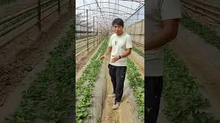 Урожай Клубники сорта Клери Полный гид по выращиванию и уходу!