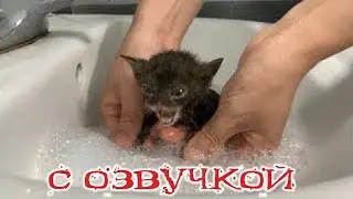 Приколы с котами! Смешные коты! С ОЗВУЧКОЙ! СМЕШНЫЕ ЖИВОТНЫЕ 2024! ТЕСТ НА ПСИХИКУ!