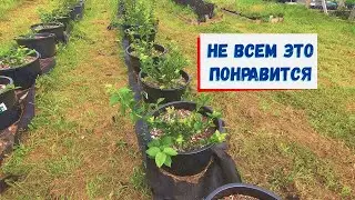 Что не так с биогумусом