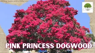 Pink princess Dogwood - TN Nursery