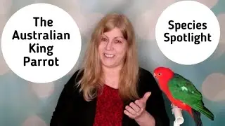 Australian King Parrot as Pets: Species Spotlight