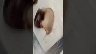 КРАСОТКИ АХАТИНЫ🐌🐌🐌 