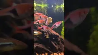 Rasboras and Tetras going CRAZY 😲 Feeding frenzy Timelapse 😂