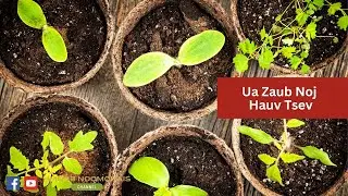 Ua Zaub Noj Hauv Tsev (4/27/23) | Growing Vegetables