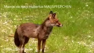 Манок на лису Hubertus MAUSPFEIFCHEN. Приманил с 300 метров Дистанции. Рабочий манок на лису.