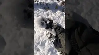 Собираем Лесной изюм ,в крае уже снег выпал охота началась