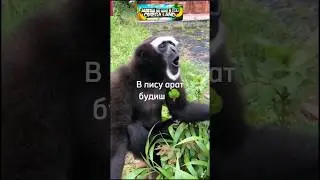 ЕШКЕРЕЕЕ 🤘🤘🤘 #monkey #rek #прикол #а4 #юмор #brother #обезьяна #майнкрафт #funny #tiktok